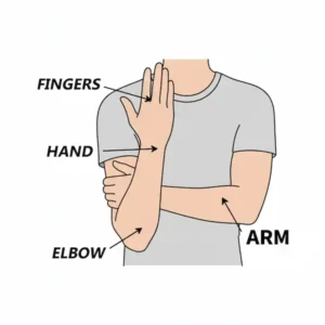 human body parts