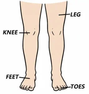 human body parts
